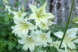 Image result for Gladiolus pretoriensis