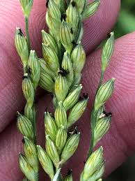 Image result for Gilgiochloa