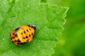 10 Fakta Mengenai Arthropods