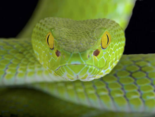 Why can't snakes blink? | News | CORDIS | European Commission