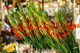 Check spelling or type a new query. 41 Tet Vietnam Táº¿t Nguyen Ä'an Ideas Lunar New Vietnam Travel Magazines