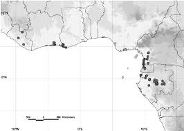 Image result for Englerodendron mengei