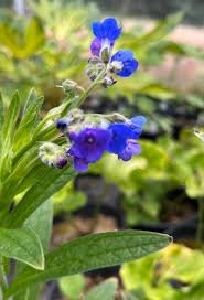 Image result for Landolphia glabra