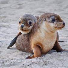 Australia On Instagram Can We Be Best Friends For Ever And Ever We Can T Blame This Little Australian Sea Lion Seal Pup Australian Animals Cute Animals