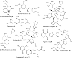 Image result for Eriocoelum microspermum
