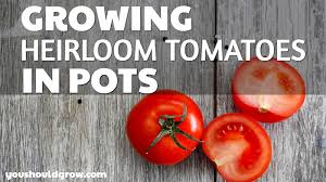 We did not find results for: Growing Heirloom Tomatoes In Pots You Should Grow