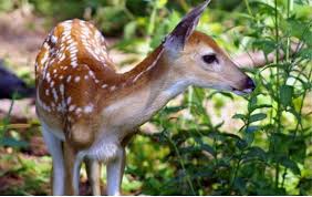 This is more like an animated nature documentary. Look It S Bambi Pittsburgh Parks Conservancy