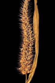 Image result for Setaria verticillata