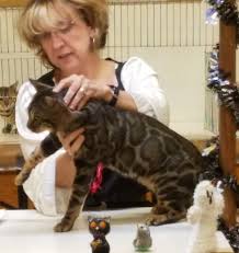 A wild n sweet bengal kitten has received lots of love and will seduce you, as much by his endearing and affectionate behavior as by his legendary. Bengal Cat Breeders Massachusetts Kittysites Com