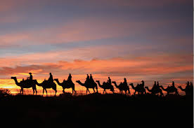 The brainchild of bruce munro, this spectacular illuminated field of lights has toured london and the usa. Sunset Camel Experience Uluru Camel Tours Uluru Ayers Rock Australia