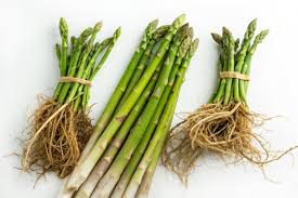Image result for Asparagus racemosus
