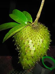 Kamu bahkan bisa menanam seledri dari selamat mencoba cara menanam seledri di atas, sahabat 99. 86 Gambar Akar Durian Belanda Paling Hist Gambar Pixabay