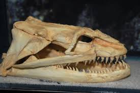 Moray Skull Camden Nj Aq Jpg 1234 821 Animal Skulls Skull And Bones Fossils