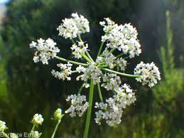 Image result for Berula erecta