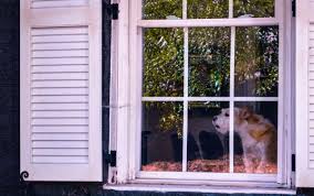 Eviction for sneaking a pet. Can You Get Evicted For Having A Pet Rent Com Blog