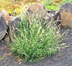 Image result for Cymbopogon caesius