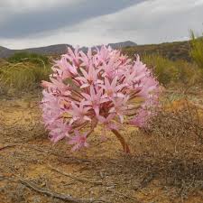 Image result for Xerophyta equisetoides