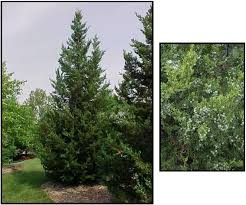 The blues weeping colorado spruce (picea pungens 'the blues') is a stunning type of silvery small evergreen tree for a small garden.you can also grow this small spruce tree in a container to grace any entrance. Fairview Juniper Hinsdale Nurseries
