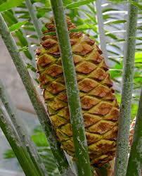Image result for Encephalartos gratus