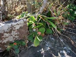 Image result for Hibiscus aethiopicus