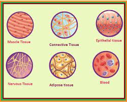 Are tightly pack what is the difference between animal tissues and plant tissues? Classification Of Animal Tissues Pcsstudies Biology