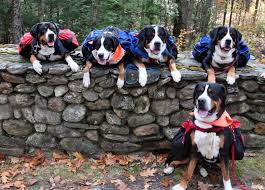 It's been a great two years from puppy to grand champion. Prism Greater Swiss Mountain Dogs Pack Hiking Great Swiss Mountain Dog Swiss Mountain Dogs Greater Swiss Mountain Dog