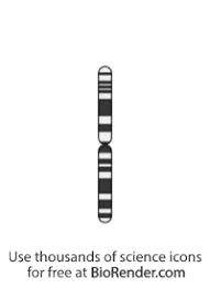Ifa pea plant ceil liad 14 chromosomes, then it would be a gamete orgomatic cell. What Does Human Chromosome 14 Do