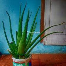 8 manfaat lidah buaya, mengobati luka hingga lawan kanker. Penampung Lidah Buaya Di Sumatera Utara Pemkot Pontianak Dorong Aloevera Penyumbang Pendapatan Asli Daerah Antara News Kalimantan Barat Selain Menyimpan Wisata Budaya Sumatera Utara Juga Memiliki Banyak Potensi Wisata Alam