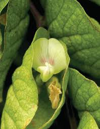 Image result for Flemingia strobilifera