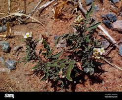 Image result for Jatropha erythropoda