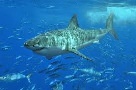 The 10 Largest Sharks Sharkwater Extinction