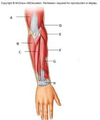 This is the most medial of the superficial flexor muscles in the forearm. Muscles Of The Arm And Forearm Diagram Quizlet