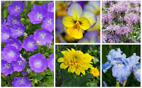 Hummingbird favorites usually but not always have long, tubular blossoms that are red, orange, yellow or blue, especially blue salvia species; 15 Perennials That Grow In Zone 6 Garden Lovers Club