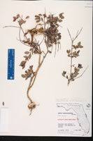 Image result for Crossopetalum