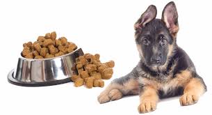 Gsd puppies are genetically predisposed to a lot of health issues but royal canin has created this dog food to address these health issues. Feeding A German Shepherd Puppy The Right Way