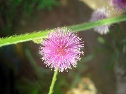 Image result for Mimosa diplotricha