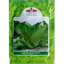 Selain itu, sawi caisim juga dapat diolah dalam berbagai masakan, seperti tumisan hingga sayur berkuah. Jual Benih Sawi Pahit Morakot 20gr Sentratani Com