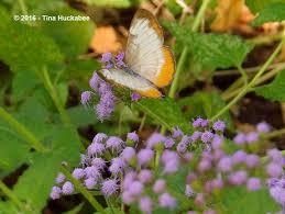 Image result for Dicliptera minor