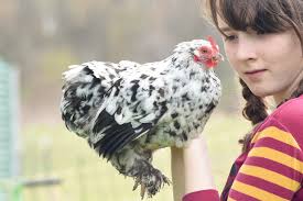 Iso bantam cochins, other feathered feet breeds near 21545