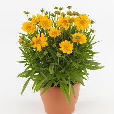 Everything you always wanted to know. Coreopsis Double The Sun