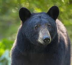 Black Bear