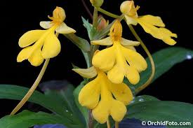 Image result for Habenaria malacophylla