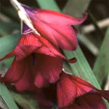 Image result for Dierama formosum/plowesii intermediates