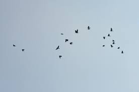 The falconiformes, or birds of prey, include eagles, hawks, kites, secretary birds, ospreys, falcons, and old world vultures, approximately 300 species in all. Free Photo Group Of Birds Bird Cloud Cloudy Free Download Jooinn