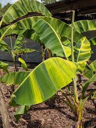 Image result for Musa acuminata
