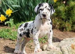The easygoing great dane, the mighty apollo of dogs, is a total joy to live with—but owning a dog of such imposing size, weight, and strength is a commitment not to be entered into lightly. Great Dane Puppies For Sale Puppy Adoption Keystone Puppies