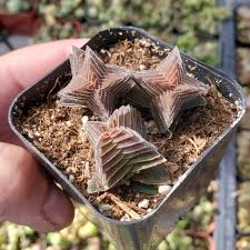 Image result for Crassula capitella