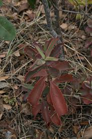 Image result for Kalanchoe brachyloba