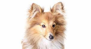 Kathy ryan rigby, id 83442. Miniature Sheltie Your Guide To The Mini Shetland Sheepdog