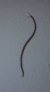 Bisher habe ich mir nichts weiter zu dem tierchen gedacht, aber heute hat ein anderer. Was Ist Das Fur Ein Tier Auf Dem Bild Mit Bild Tiere Tausendfussler